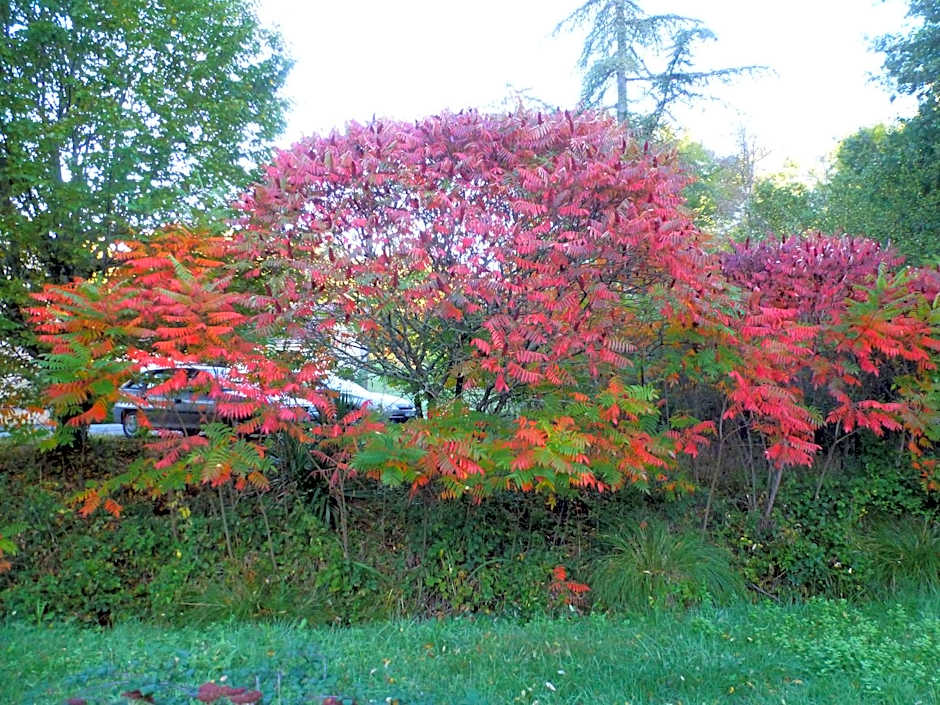 Gîte La Petite Fagette
