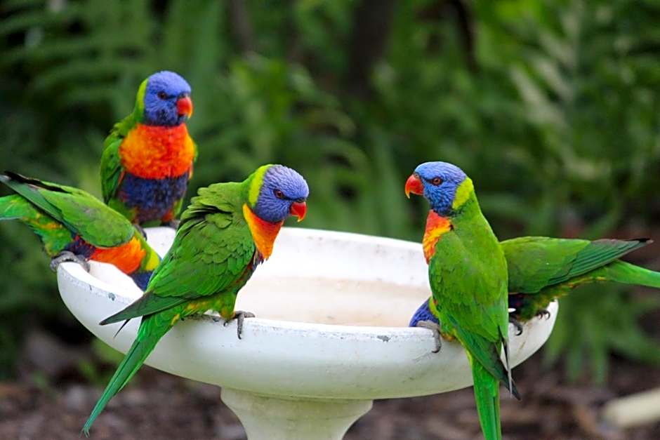 Amaroo Rainforest Resort