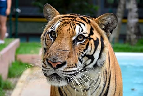 Hubtetl Patong Suite