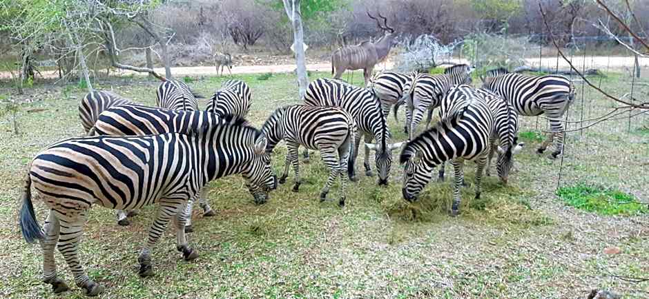 Kruger Riverside Lodge
