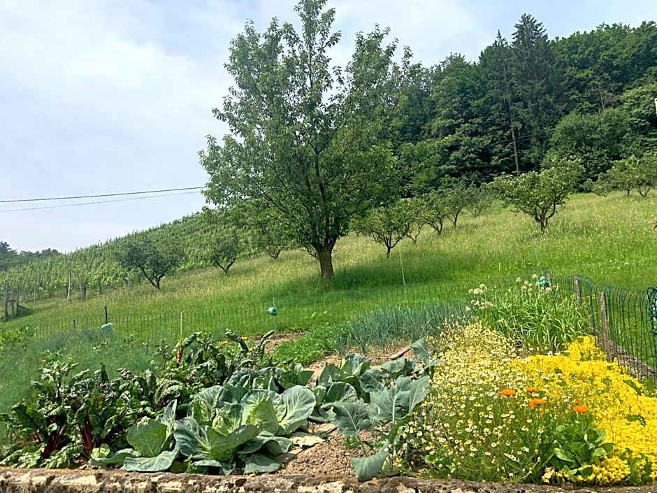 Koschak Wirt & Weinbauer