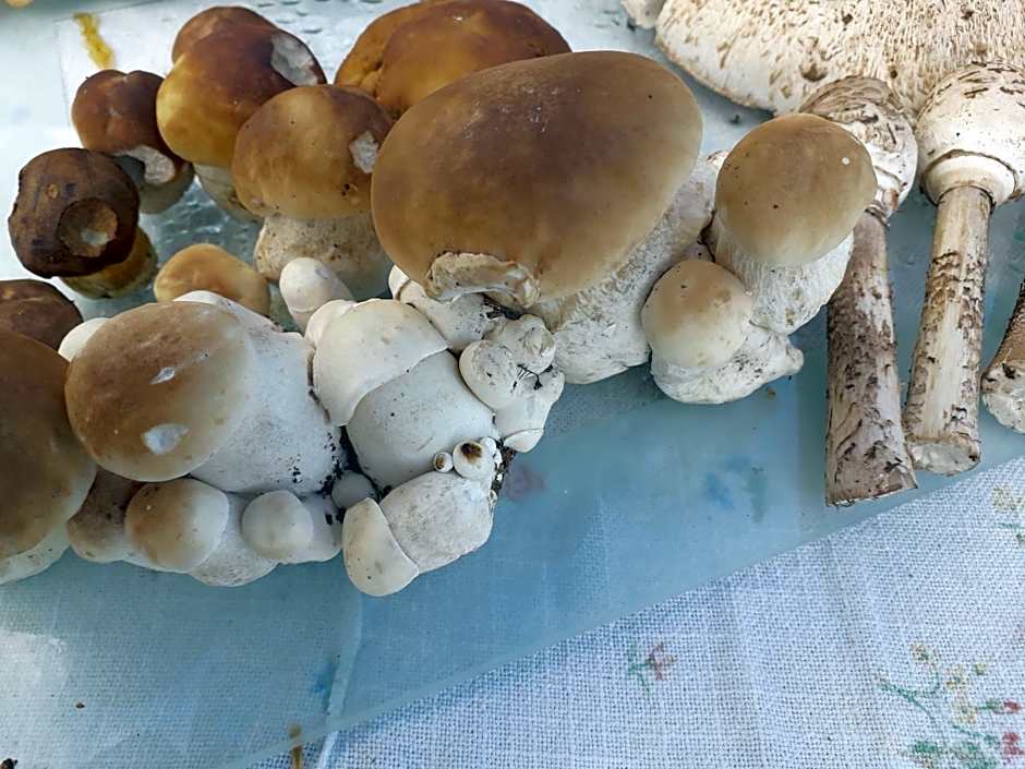 Garsoniera SOWA
