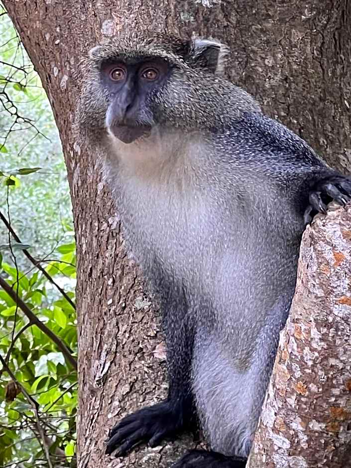 Whalesong Guest House