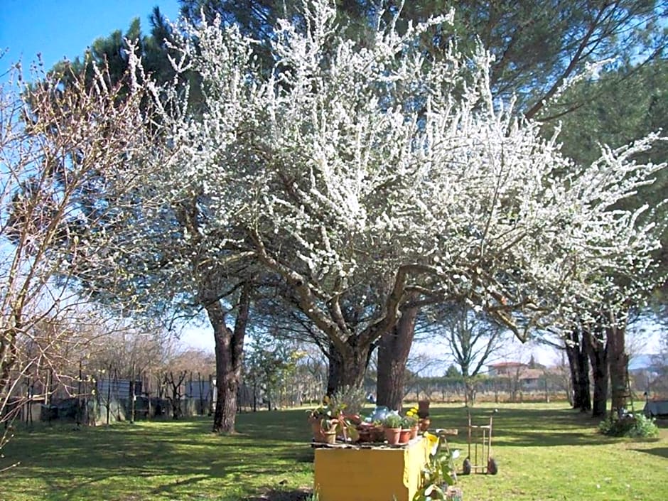 Campo alle Monache