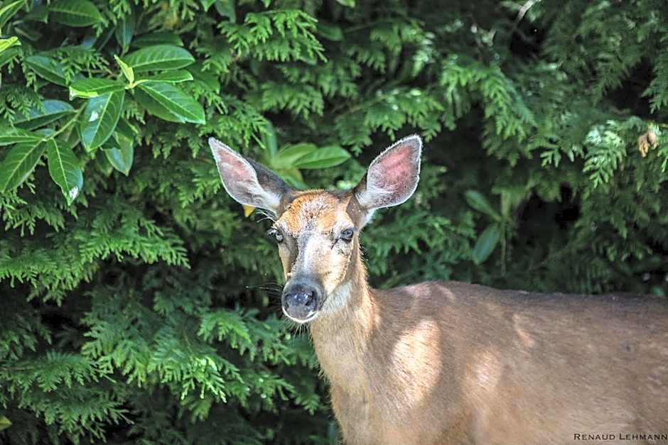 Madeira Park Oceanview Suites