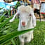 The Fat Mulberry Guest Farm