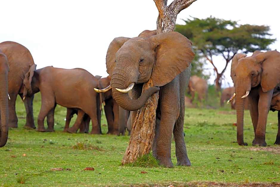 Jambo Mara Safari Lodge