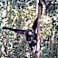 Asim Paris Guesthouse & jungle trekking