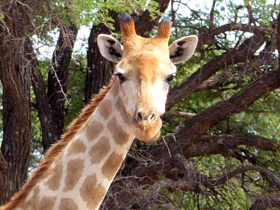 Gamagara Africa Private Nature Reserve