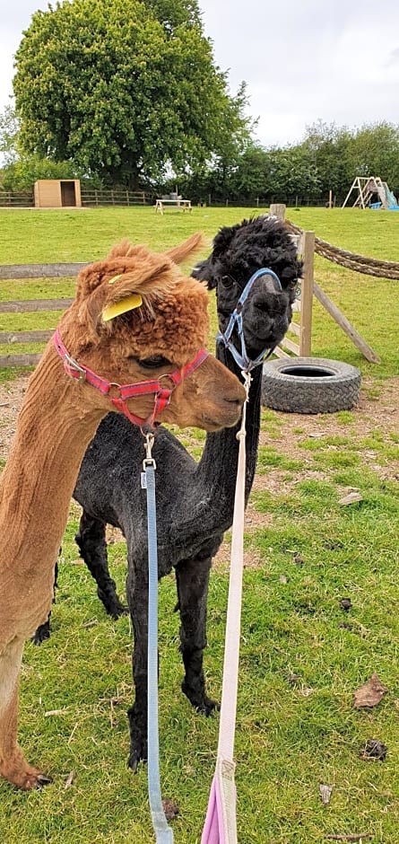 Farmhouse B&B Family stay or Romantic break, on our smallholding close to Narberth