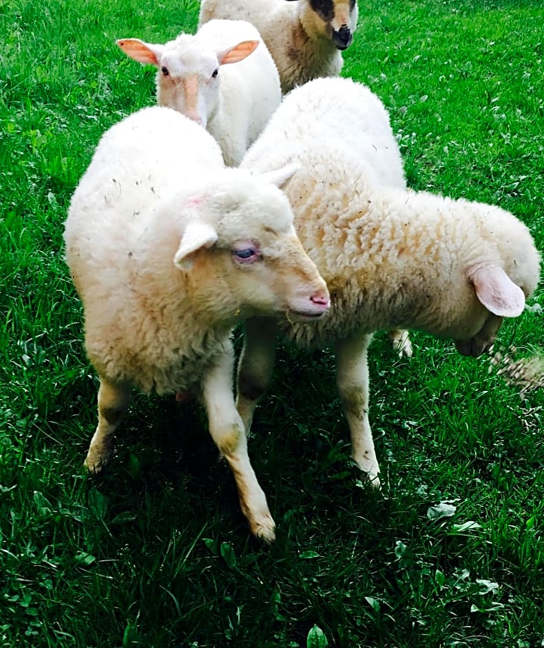 Chata nad Briežkami