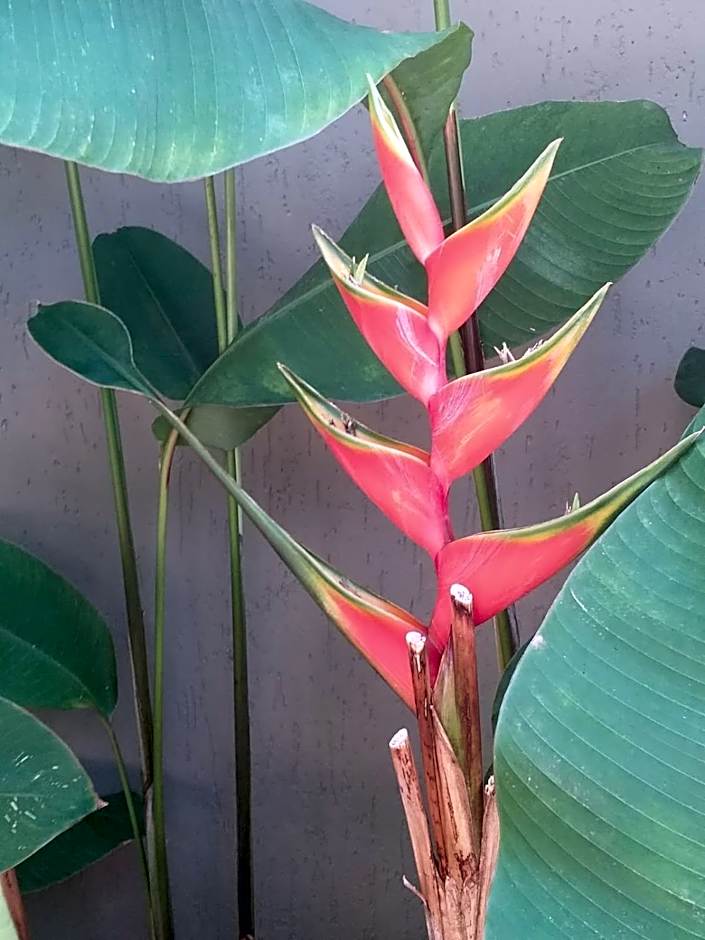 Triplex Tulipa - Praia da Pipa Centro