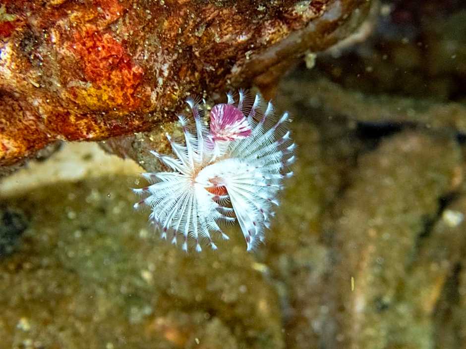 The Tuwanek Bed and Breakfast