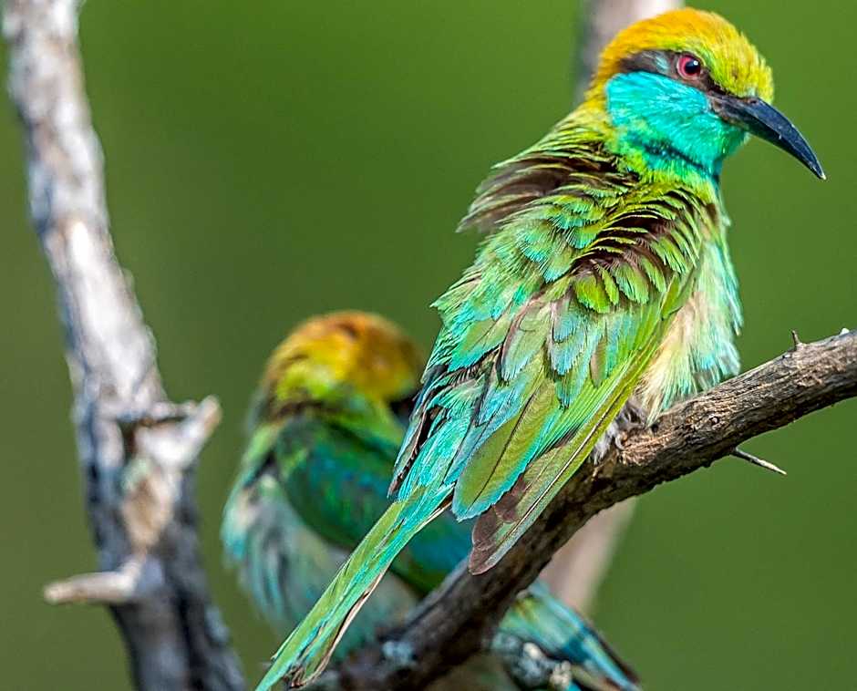 Big Game Yala - by Eco Team