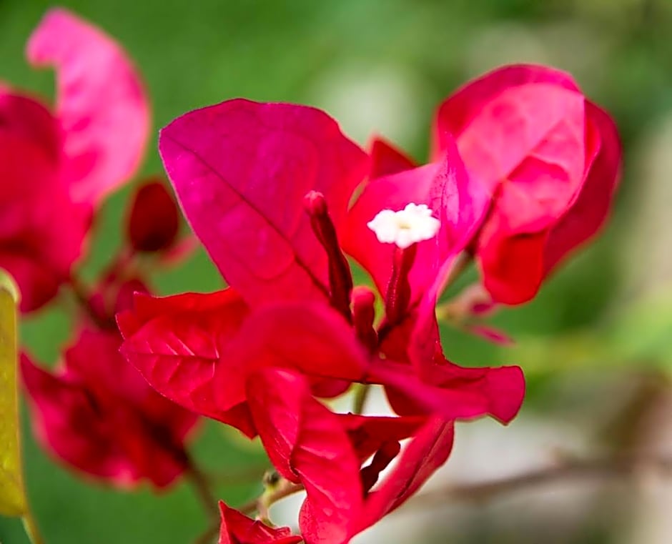 Pousada & Food 3 Abelhas