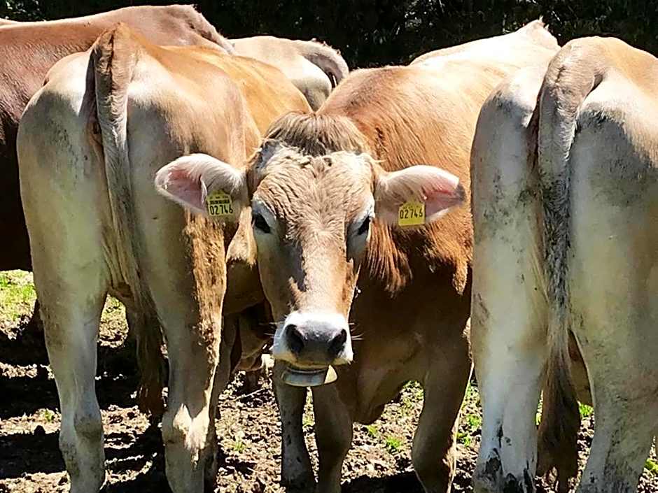 Hotel Bergstätter Hof