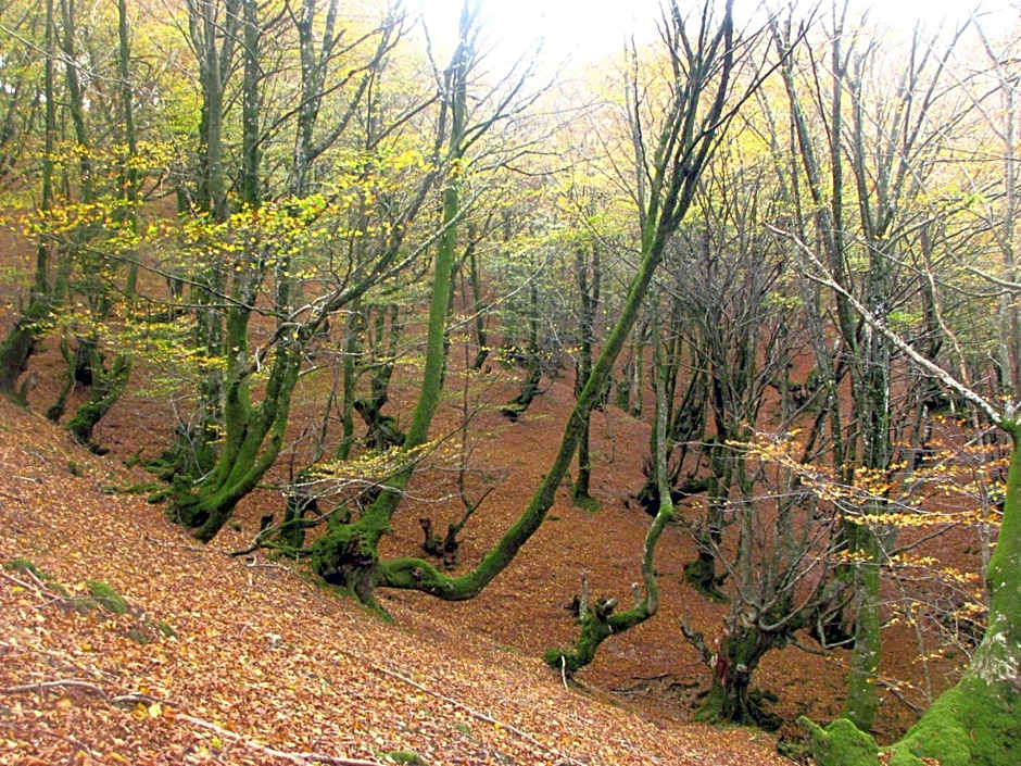 Albergue Olasenea Aterpea