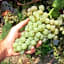 Albergo 'La Vigna'