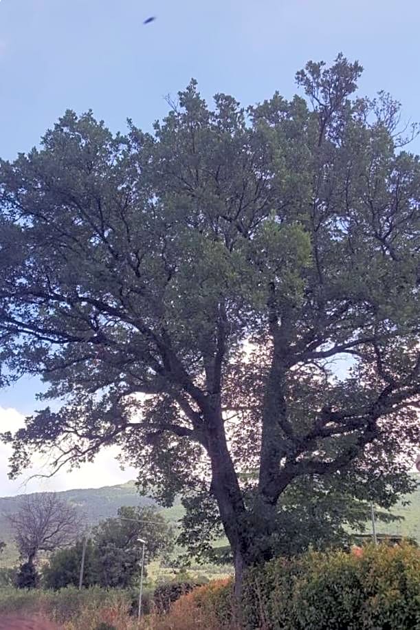 Le querce di mamre