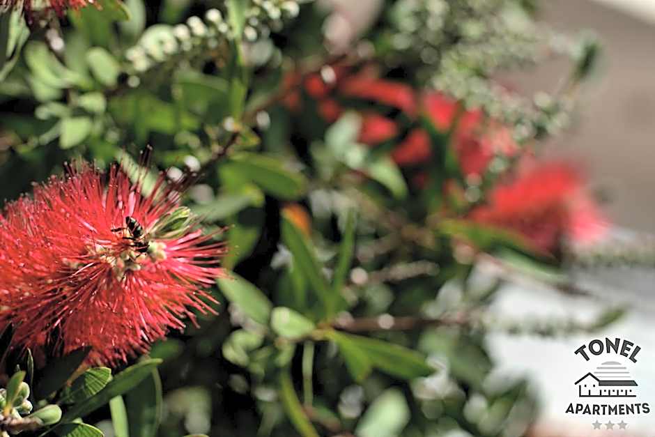 Tonel Apartamentos Turisticos