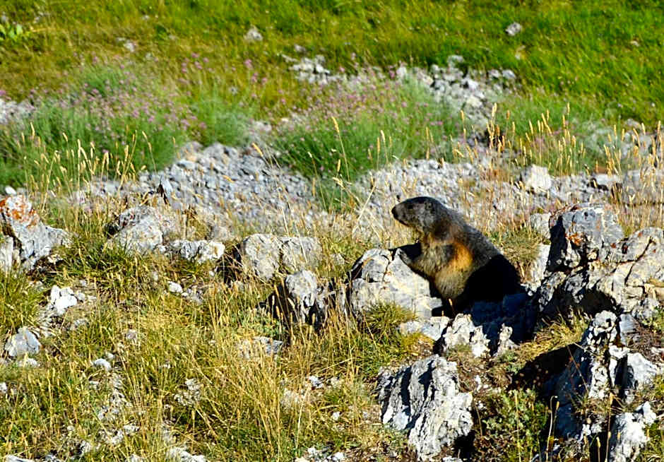 Le Balcon des Ecrins