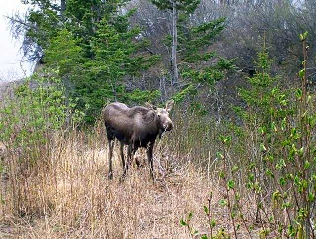 Alaska Adventure Cabins