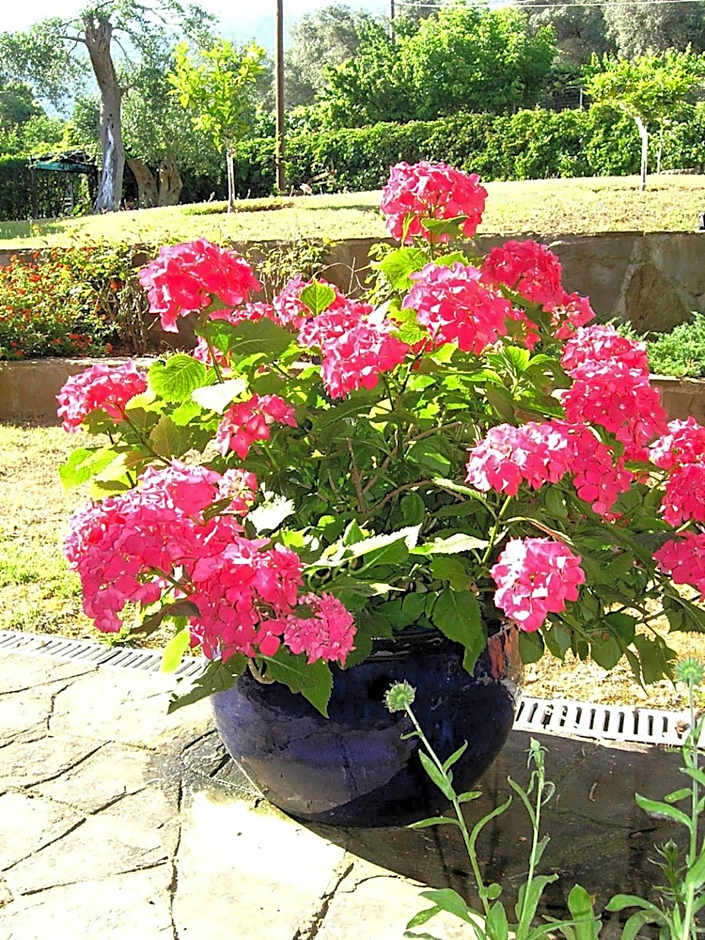 Donatos Apartments & Studios