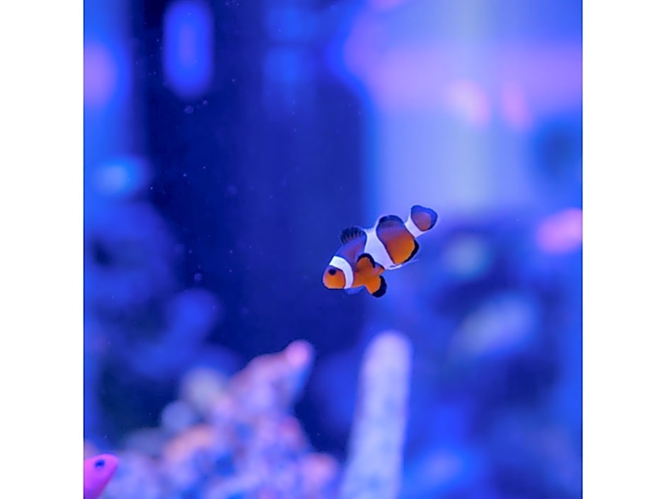 Kanazawa Station Hotel - Vacation STAY 36375v