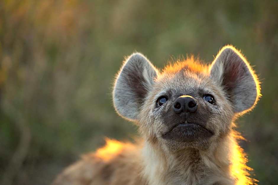 Imagine Africa Luxury Tented Camp