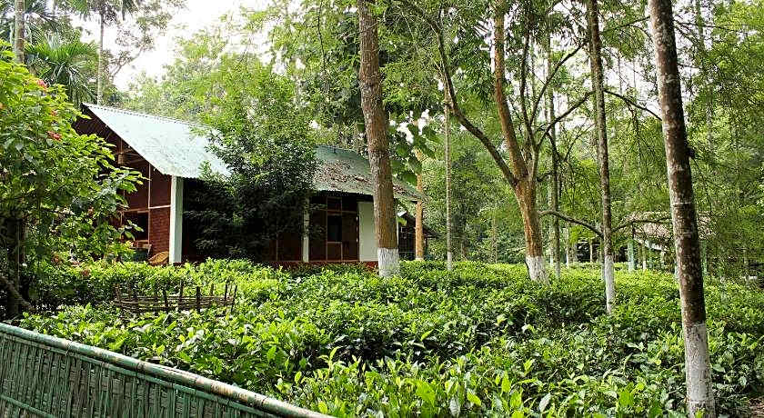 Nature Hunt Eco Camp Kaziranga 