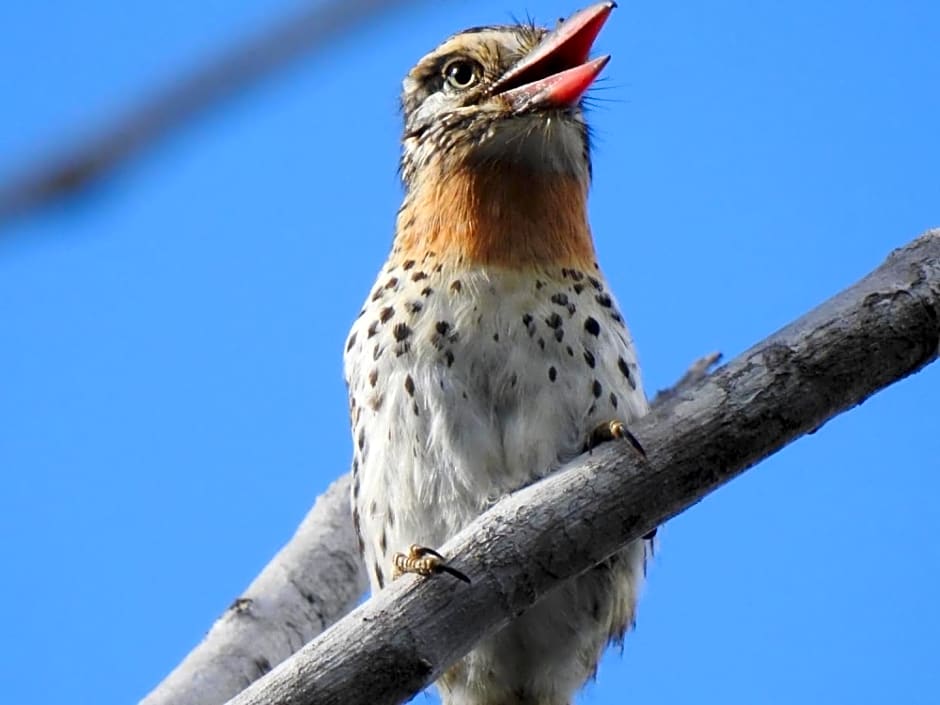 Aruá Observação de Vida Silvestre