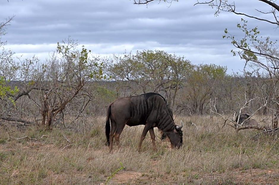 Hazyview Buffalo Game Lodge