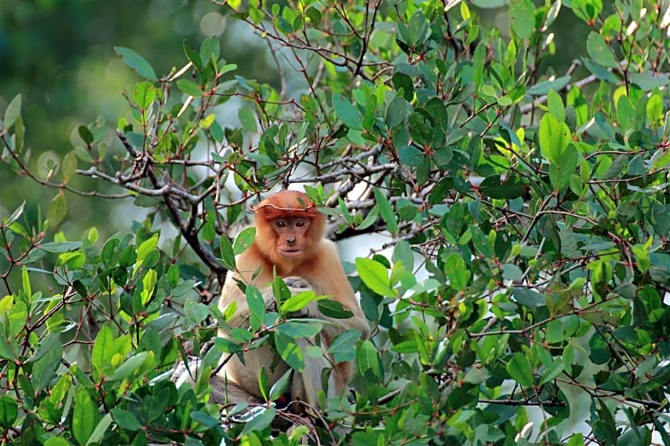 Four Points By Sheraton Sandakan