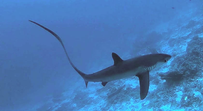 Tiger shark Residence 