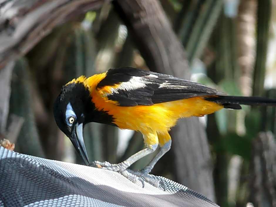 Karibu Aruba Boutique Hotel