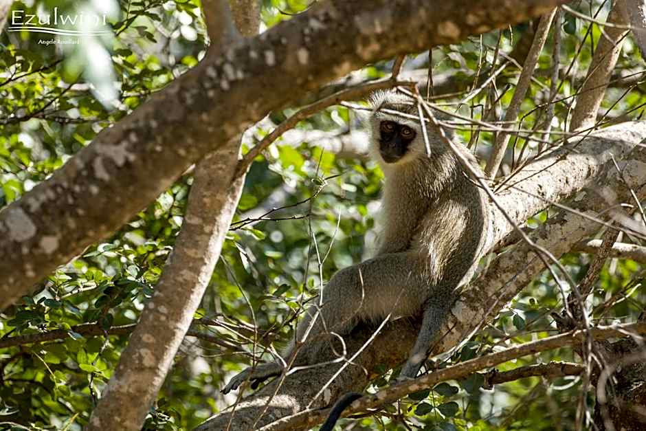 Ezulwini Game Lodges