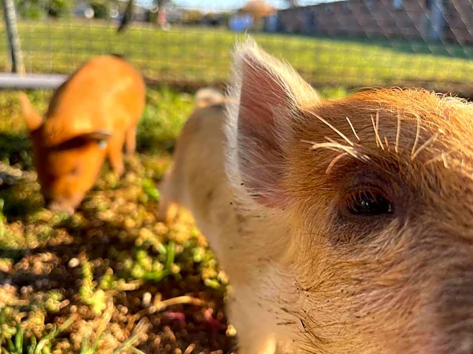 Quirindi Sunflower Motor Inn