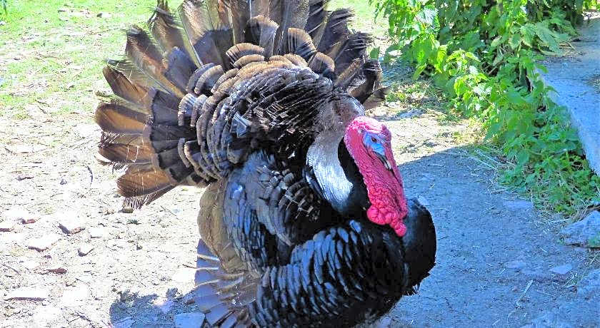 L'Ancien Presbytere Chambres D'hote ou Gite