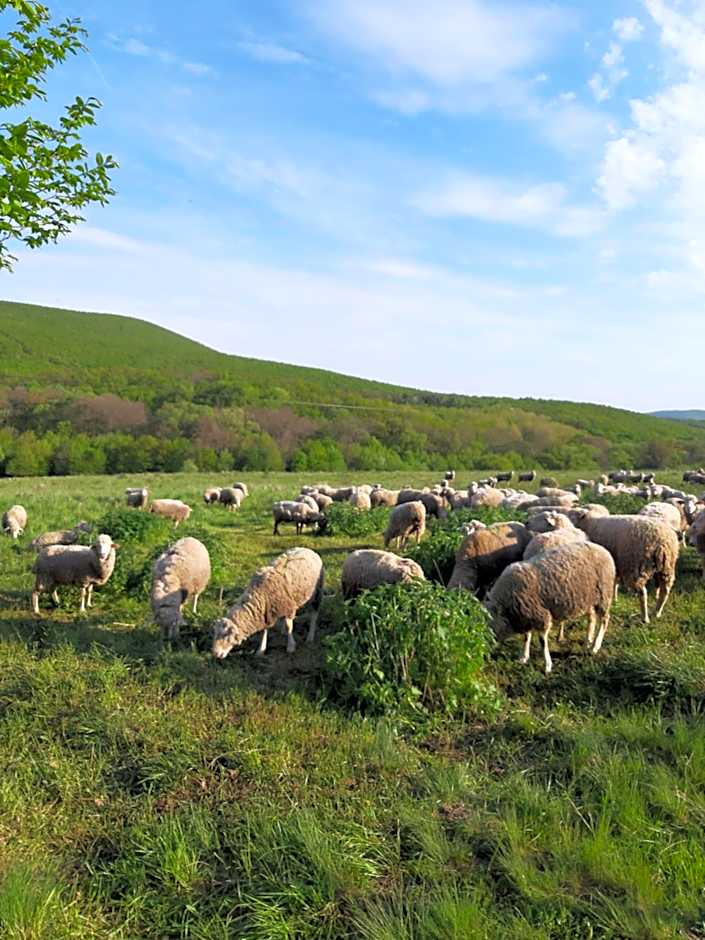 Rókabérc Vadászház Hotel