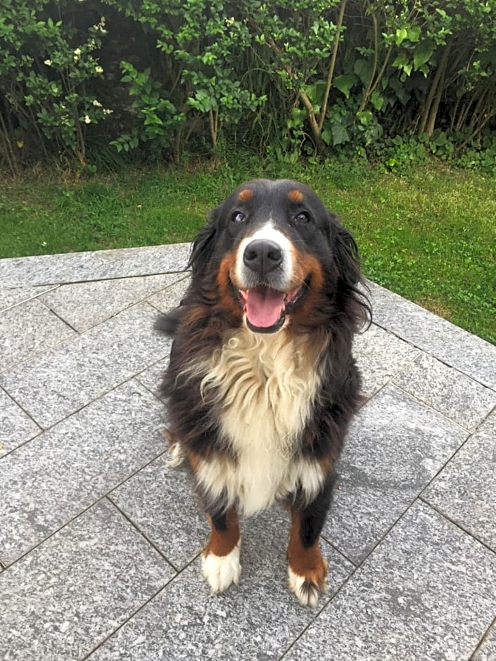 B&B Il tempo del sogno con cani e gatti Pet&Breakfast