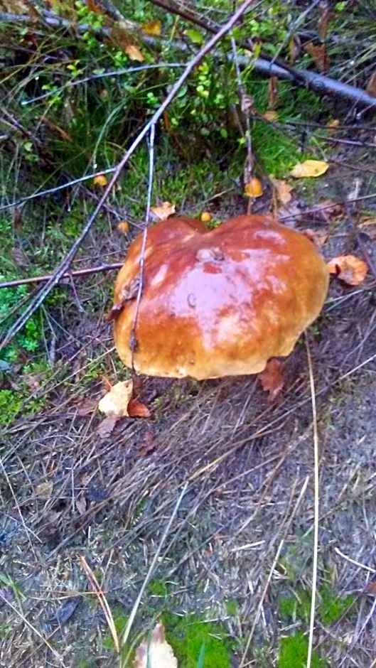vakantieverblijf Nature