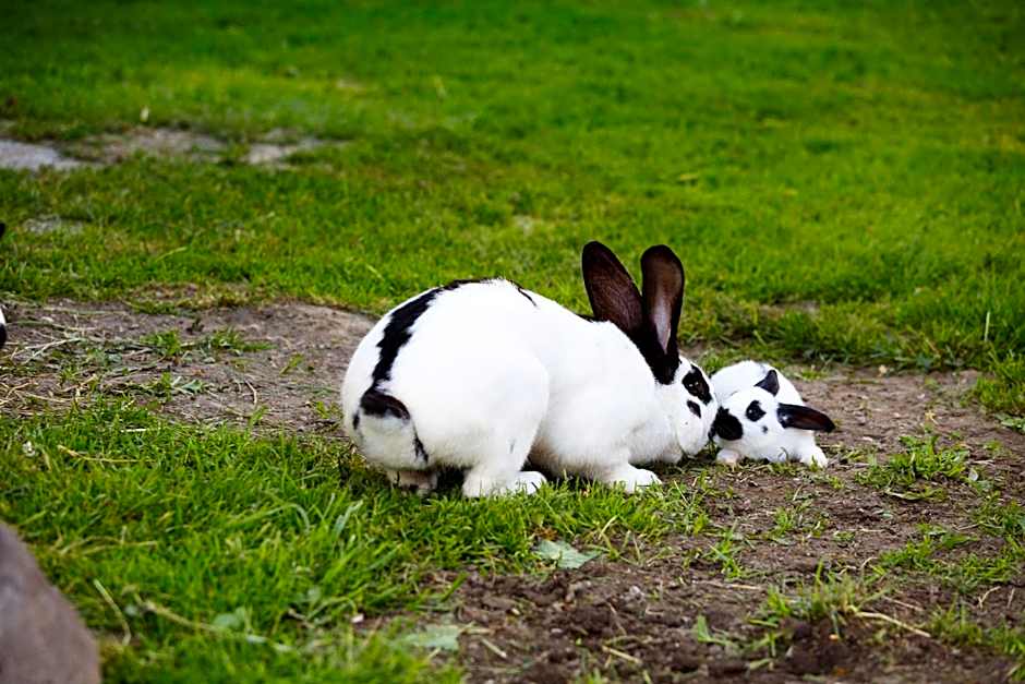 ApartHotel Holzerhof