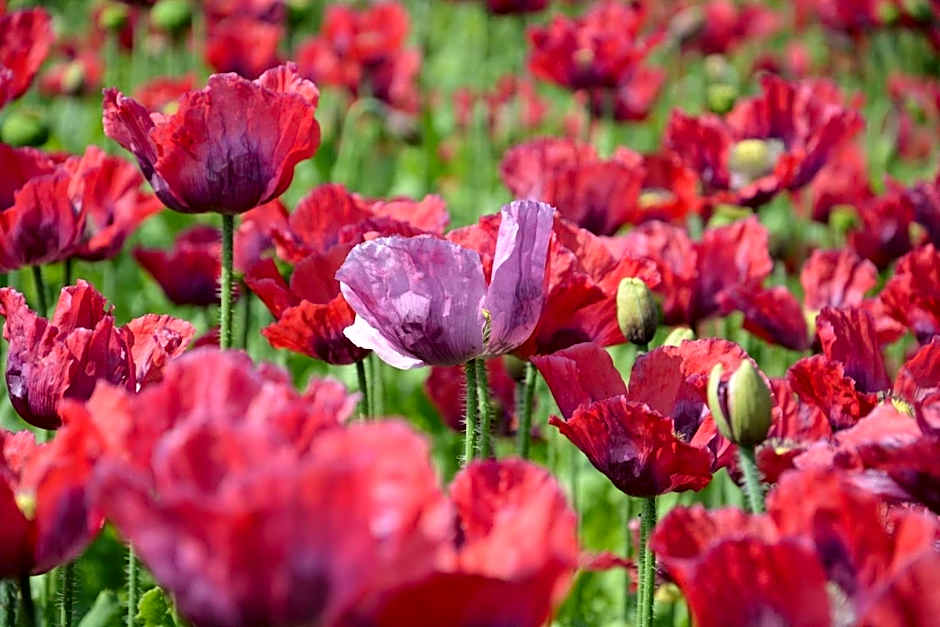 Hotel Ottenstein - Das Wohlfühlhotel