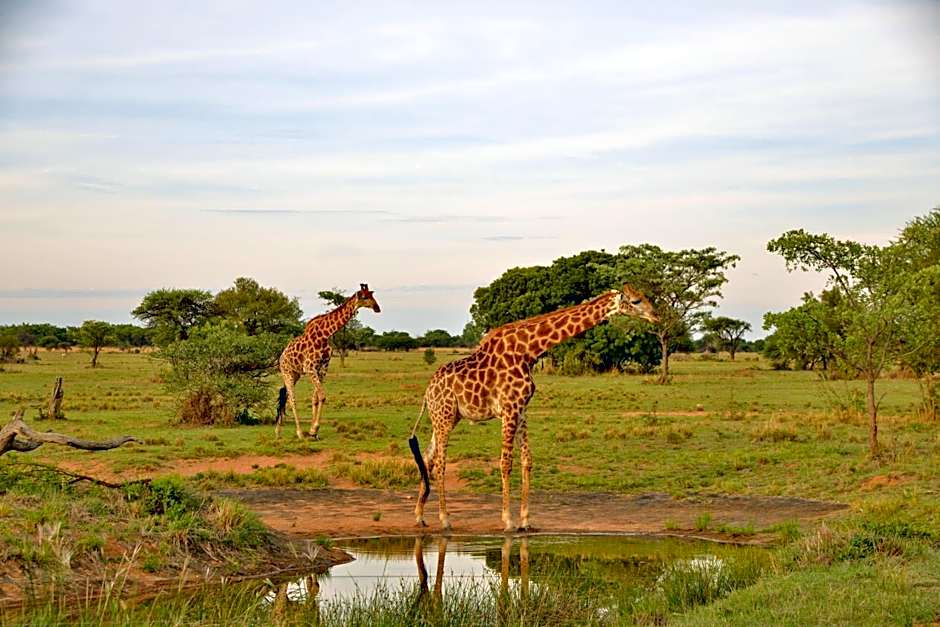 Safari Plains