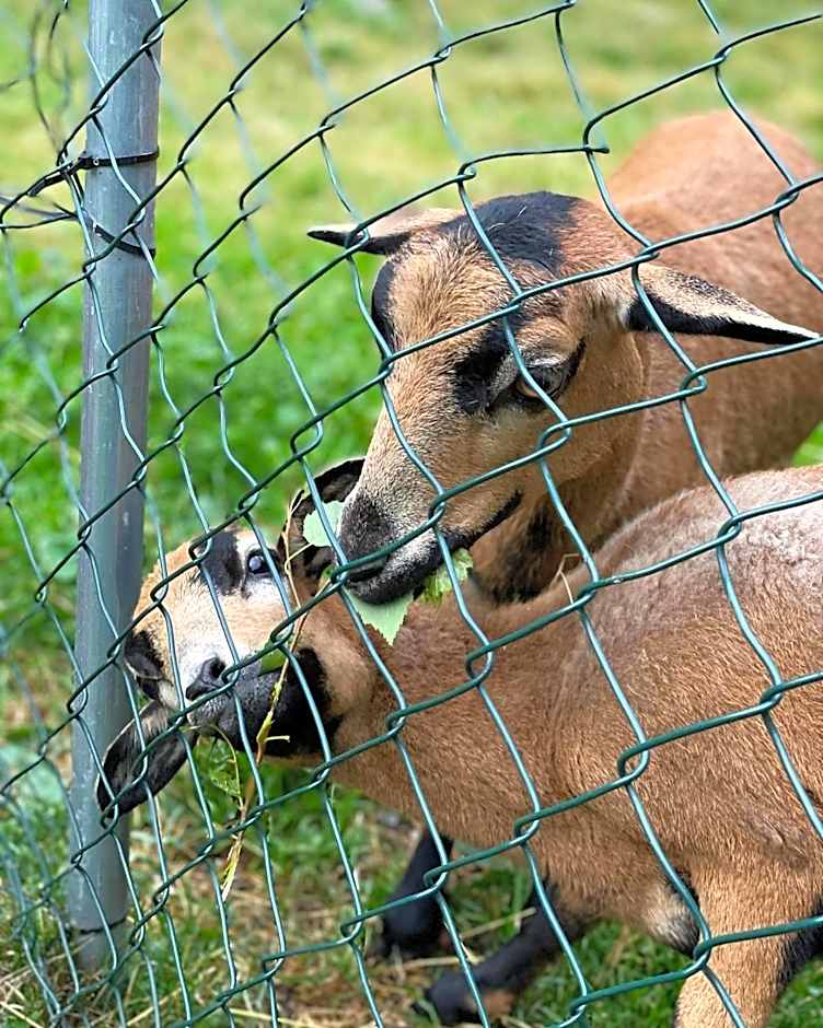 Horský Hotel Dobrá Chata