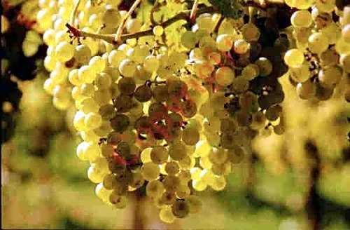 Landgasthof zum Lamm