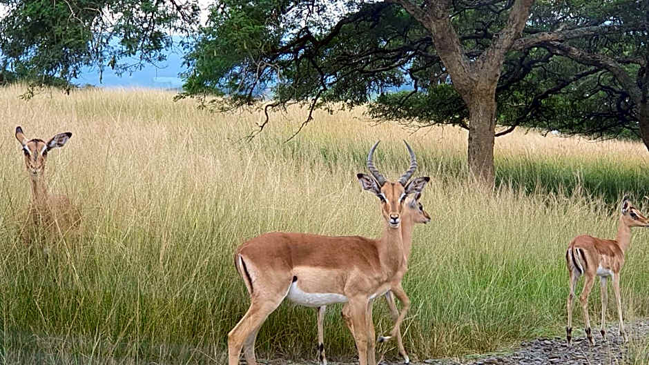 Verdant Valley Lodge