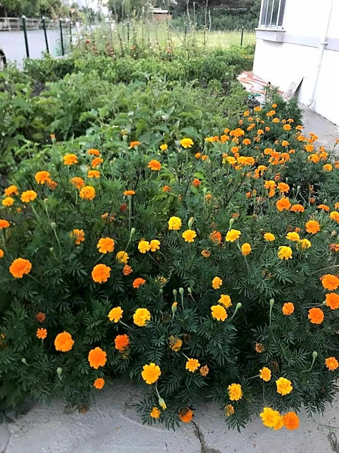 Dalaman Pansiyon & Family rooms