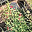 Bed & Breakfast Appeltern