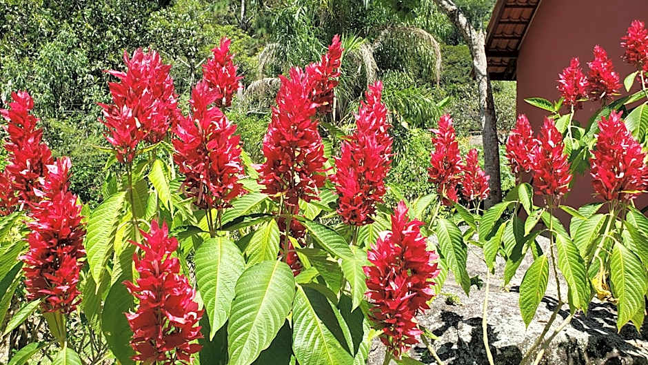 Pousada Beija Flor-Lumiar - Piscinas e Café